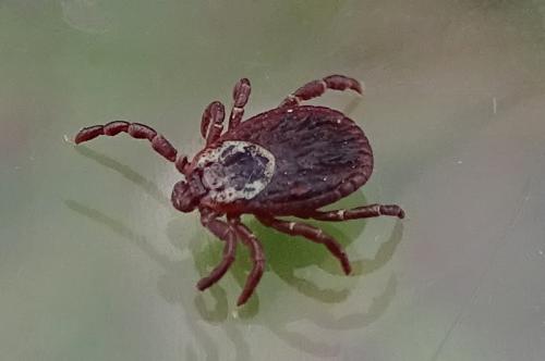 Réf. 269 315 : Dermacentor reticulatus